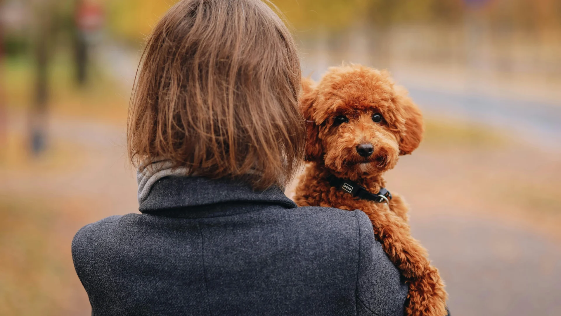 Ghiandole perianali del cane:  come prevenire problemi con soluzioni efficaci. - Minizoo Cordenons