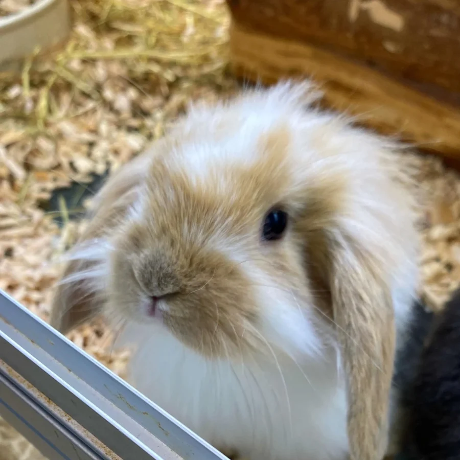 Acquista un amico - Minizoo Cordenons