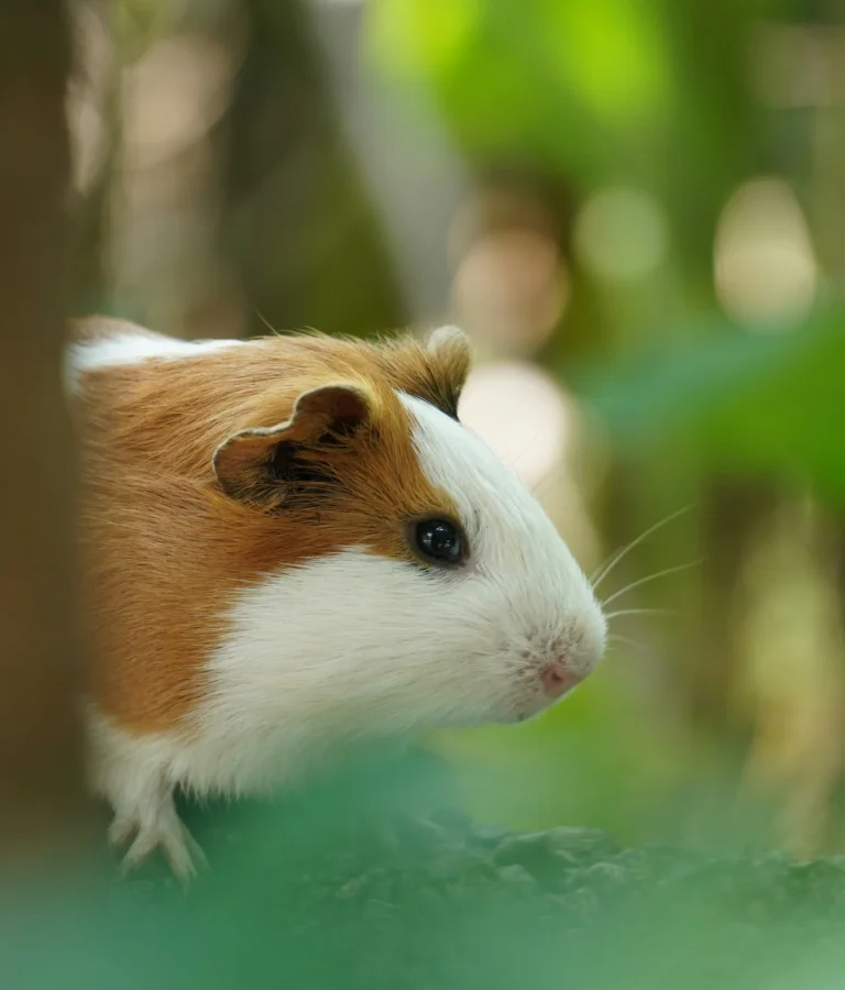 Homepage - Minizoo Cordenons